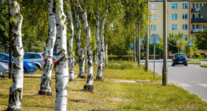 Pielęgnacja zieleni