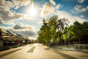 Pielęgnacja zieleni