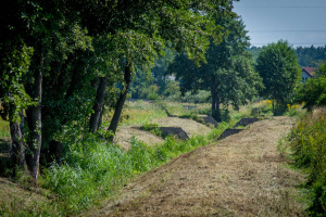 Pielęgnacja zieleni