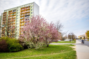 Pielęgnacja zieleni